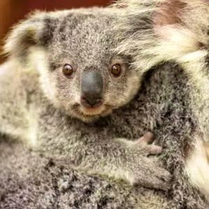 Volunteer in Australia | Programs, Guidance & Reviews