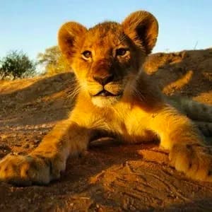 Volunteer for Wildlife Conservation | Programs, Guidance & Reviews